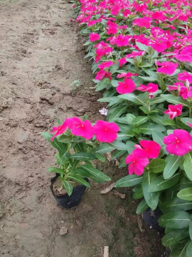 天天开，多色天天开，基地直发，100万盆大量上市