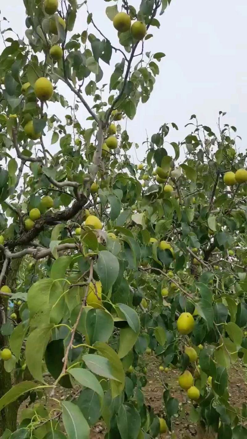 雪花梨