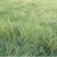 野牛草籽草坪草种籽矮生野牛草种子四季长青耐旱耐寒草平