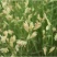 野牛草籽草坪草种籽矮生野牛草种子四季长青耐旱耐寒草平