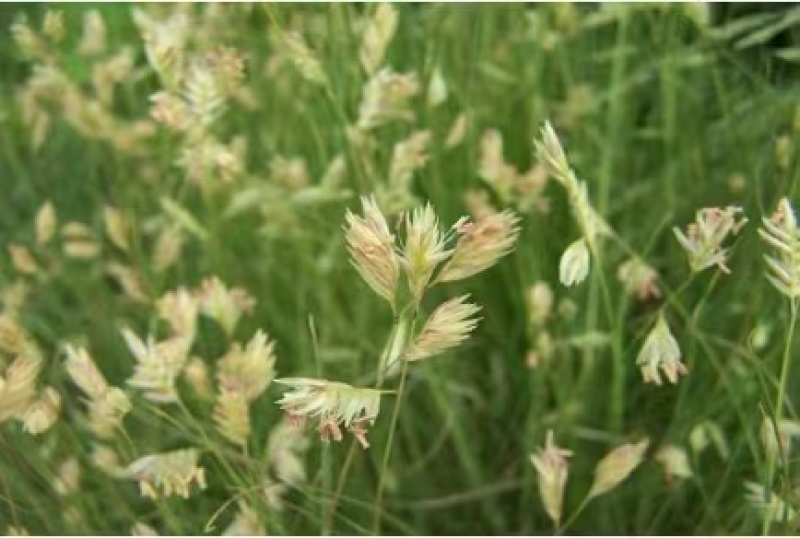 野牛草籽草坪草种籽矮生野牛草种子四季长青耐旱耐寒草平