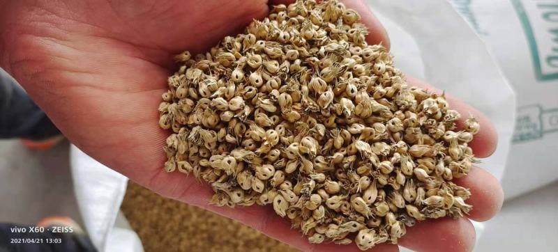 野牛草籽草坪草种籽矮生野牛草种子四季长青耐旱耐寒草平