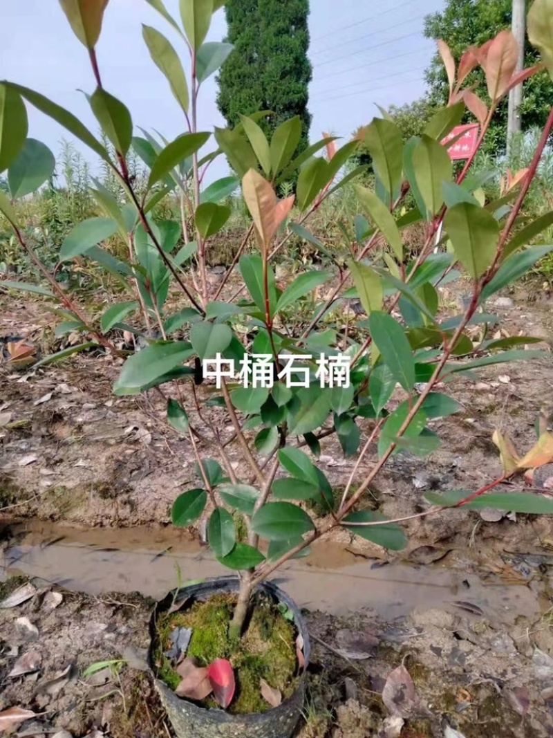 红叶石楠厂区绿化红叶石楠小苗耐修剪观赏性高
