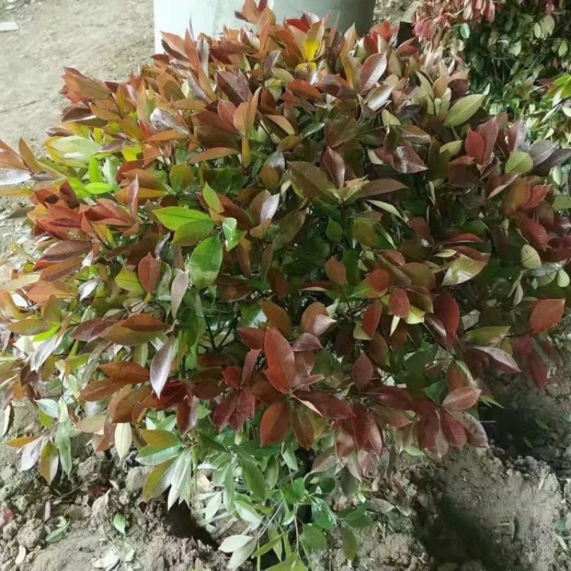 红叶石楠厂区绿化红叶石楠小苗耐修剪观赏性高