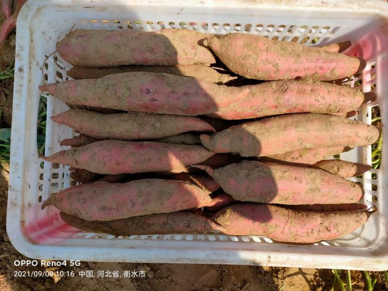 红薯精品红薯龙九西瓜红烟25量大从优质量优先