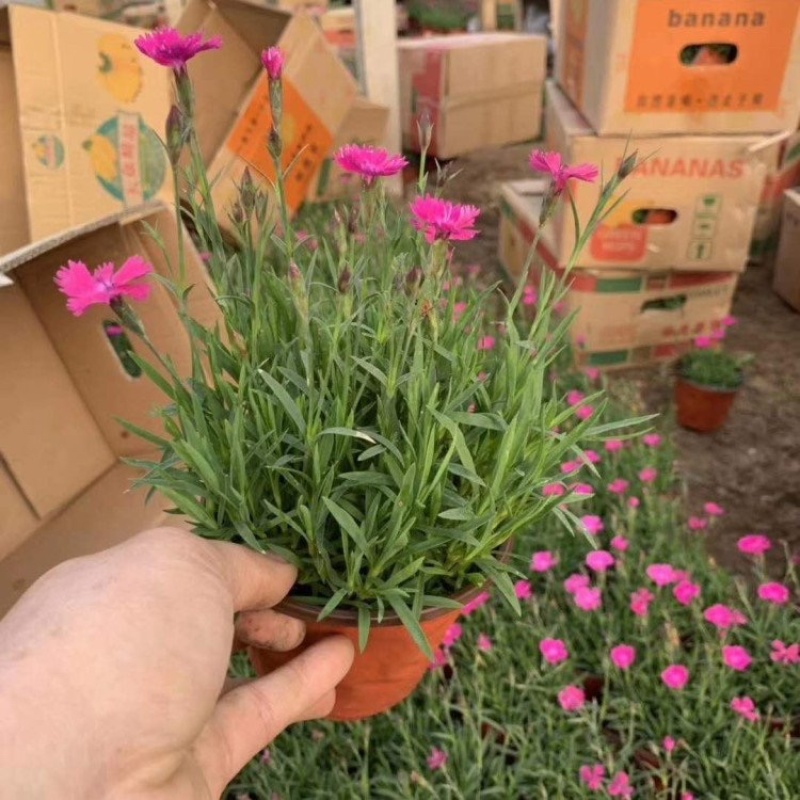 山东欧石竹，精品苗，基地直发，产地批发供应