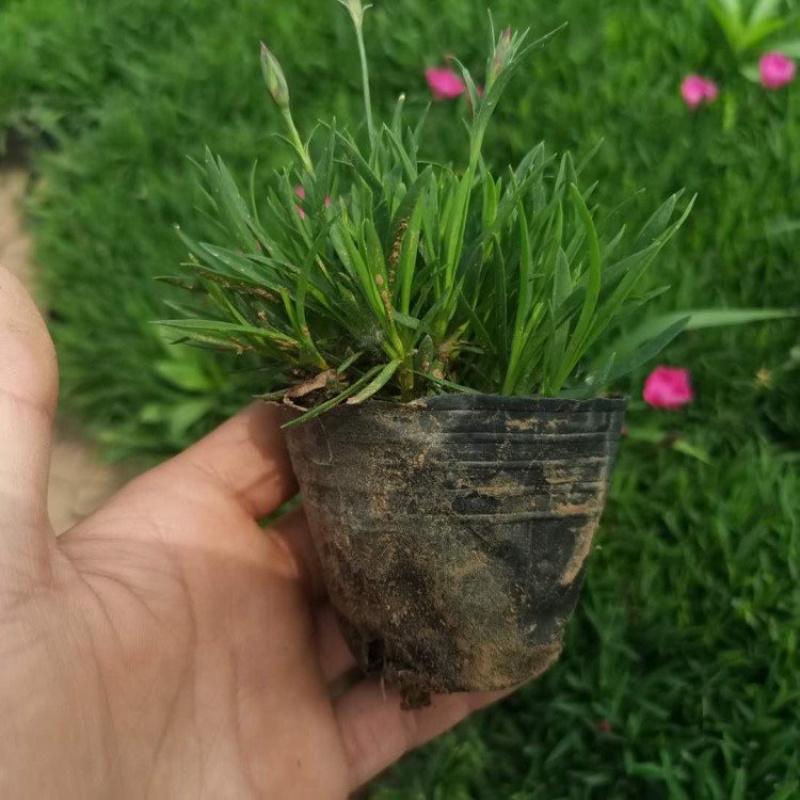山东欧石竹，精品苗，基地直发，产地批发供应