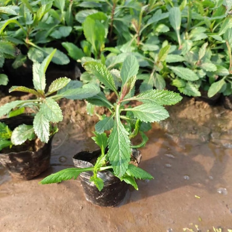 柳叶马鞭草绿化工程花海苗承接中大型花海设计