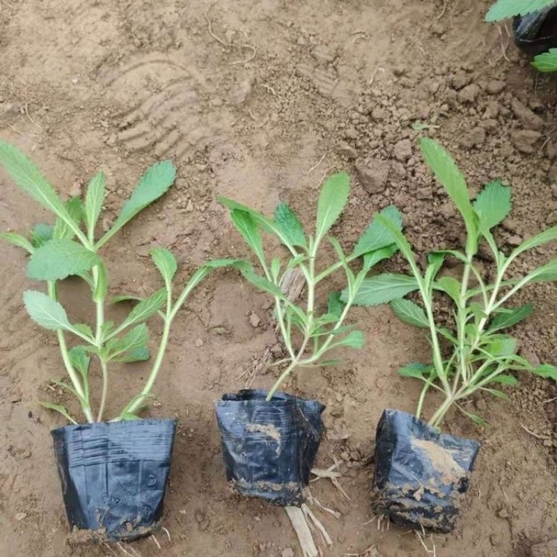 柳叶马鞭草绿化工程花海苗承接中大型花海设计