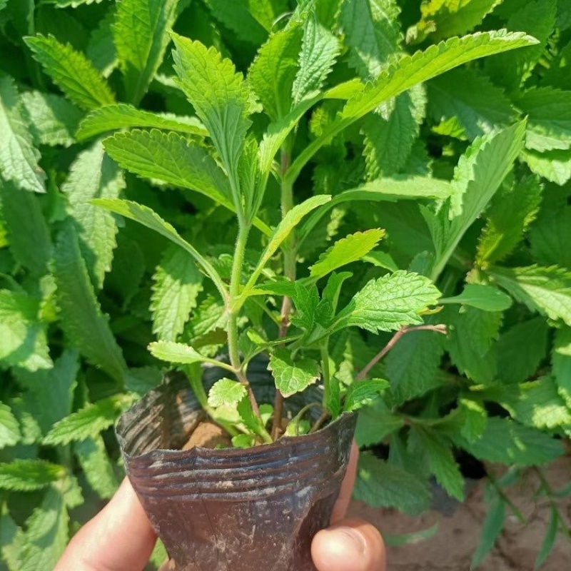 柳叶马鞭草绿化工程花海苗承接中大型花海设计