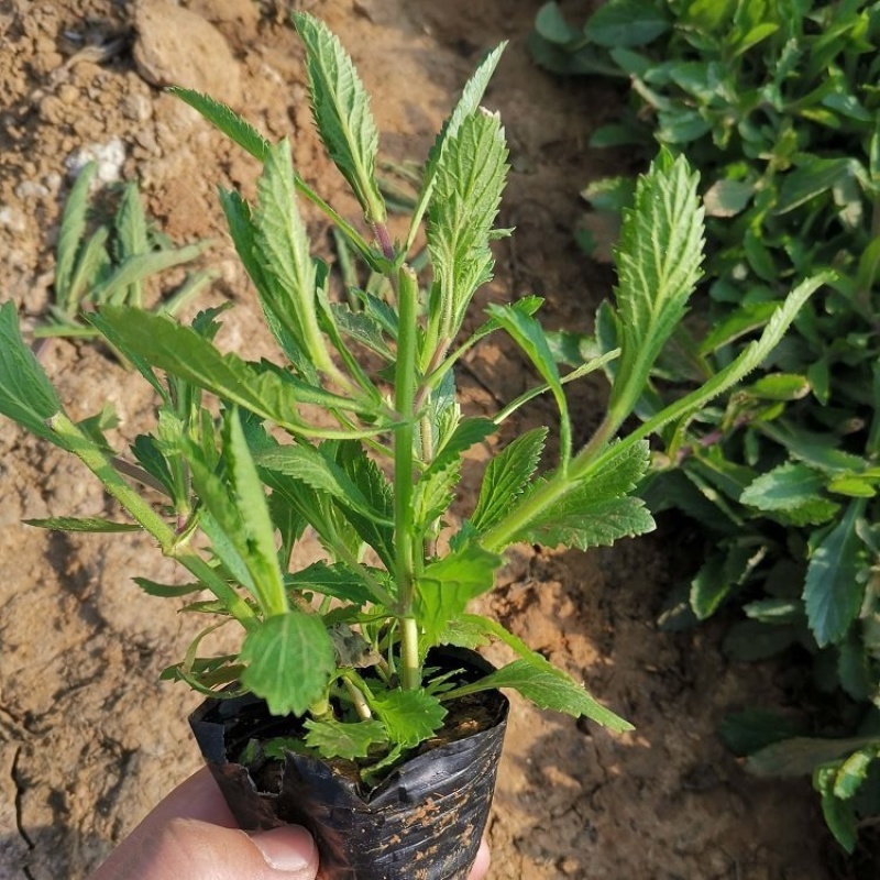 柳叶马鞭草绿化工程花海苗承接中大型花海设计
