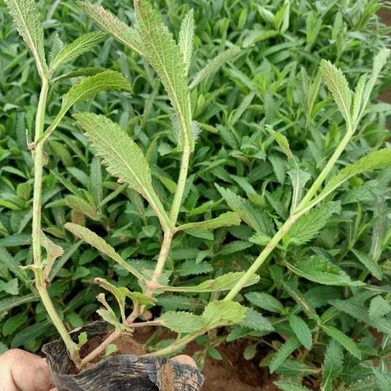 柳叶马鞭草绿化工程花海苗承接中大型花海设计