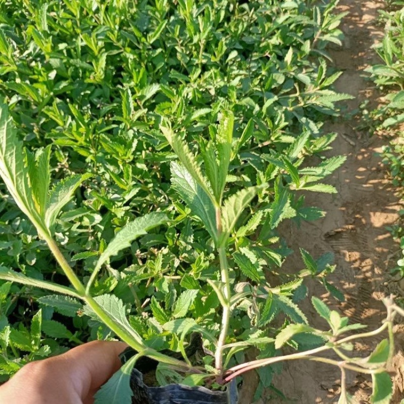 柳叶马鞭草绿化工程花海苗承接中大型花海设计