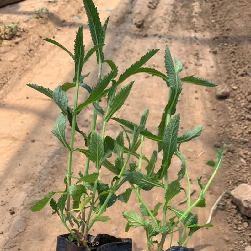 柳叶马鞭草绿化工程花海苗承接中大型花海设计