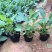 柳叶马鞭草绿化工程花海苗承接中大型花海设计