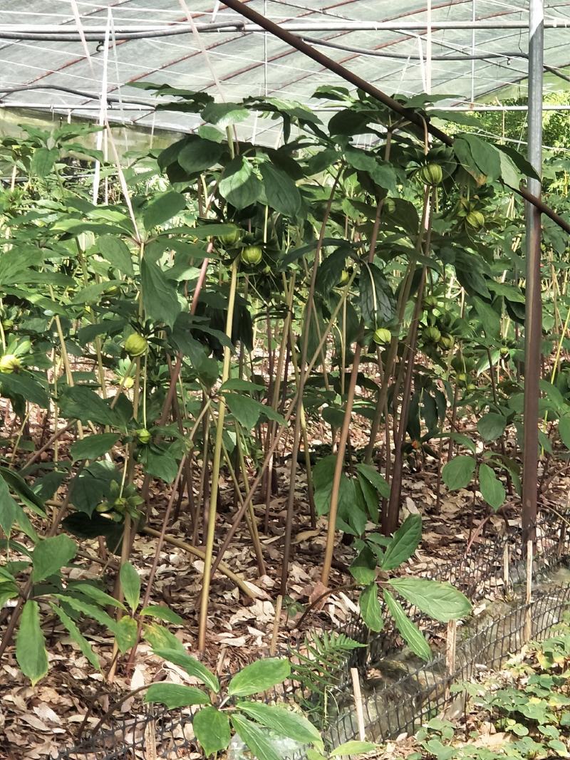 云南保山龙陵重楼