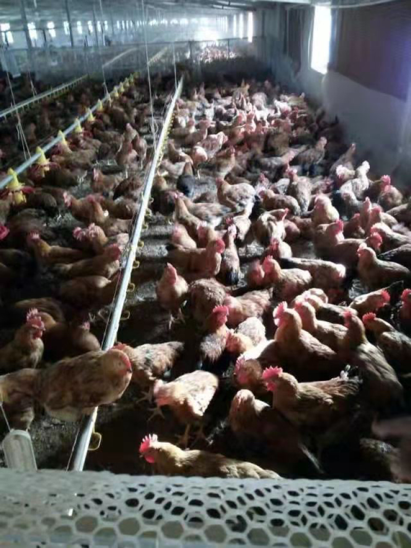鸡粪稻壳鸡粪麻鸡粪稻壳有机肥常年供应质优价廉