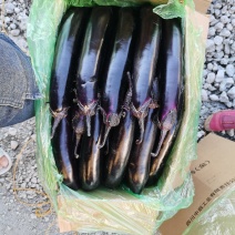 东北精品紫库茄子大量上市发往全国各地。欢迎全国各地老板到