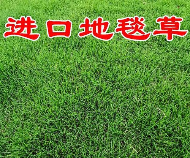 高档草坪地毯草种子高尔夫球场庭院草籽耐寒耐旱免修剪