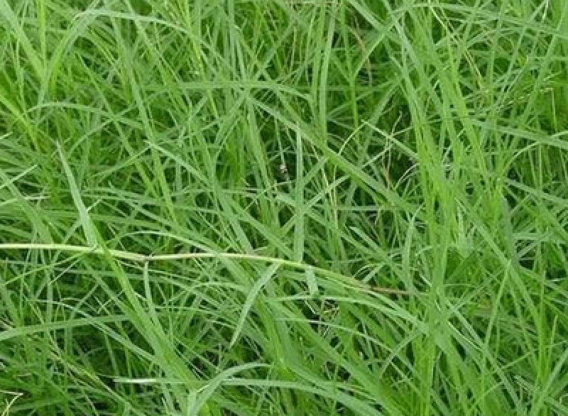 高档草坪地毯草种子高尔夫球场庭院草籽耐寒耐旱免修剪