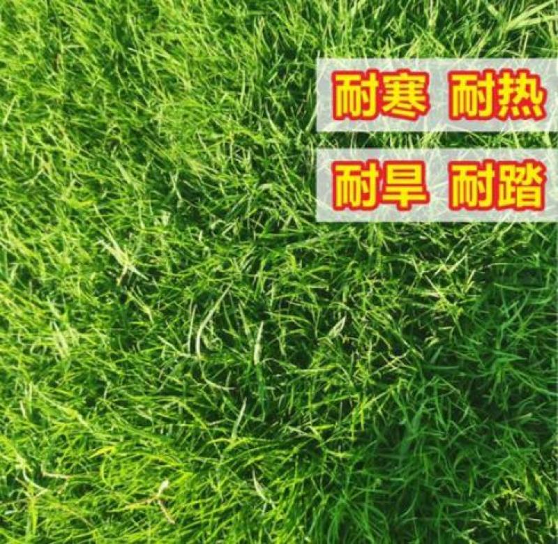 高档草坪地毯草种子高尔夫球场庭院草籽耐寒耐旱免修剪