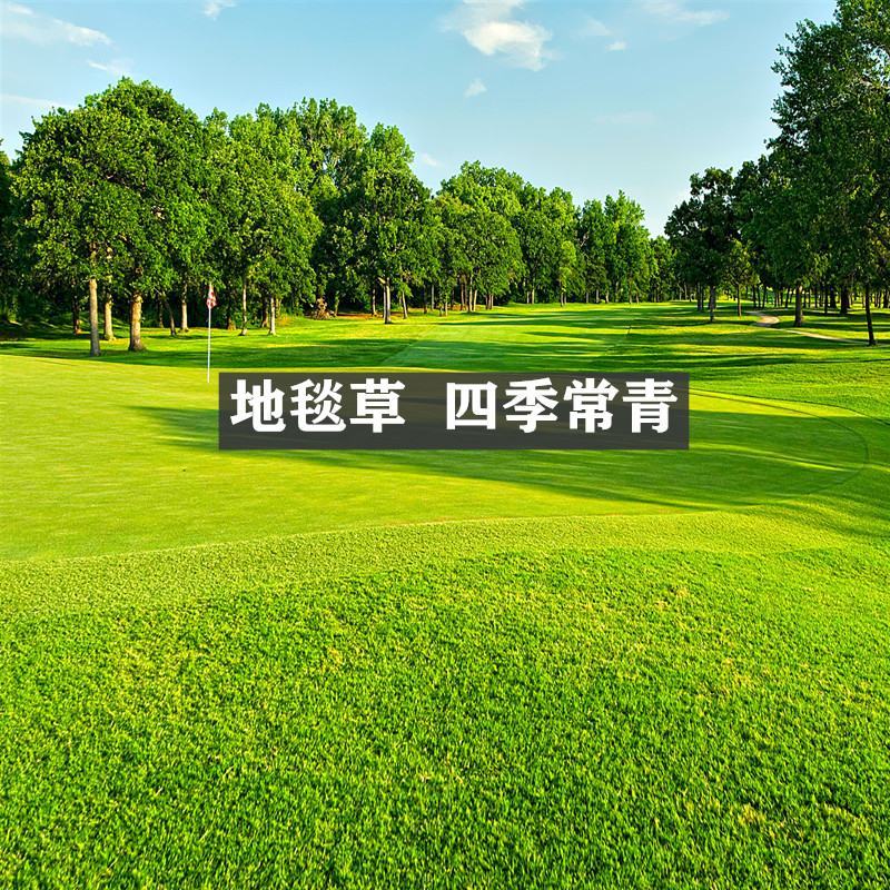高档草坪地毯草种子高尔夫球场庭院草籽耐寒耐旱免修剪