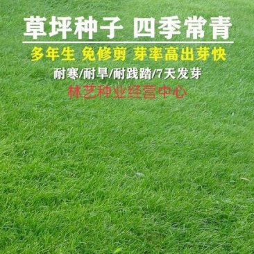 高档草坪地毯草种子高尔夫球场庭院草籽耐寒耐旱免修剪