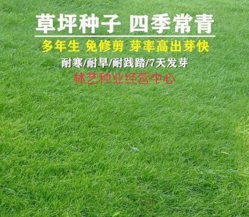 高档草坪地毯草种子高尔夫球场庭院草籽耐寒耐旱免修剪