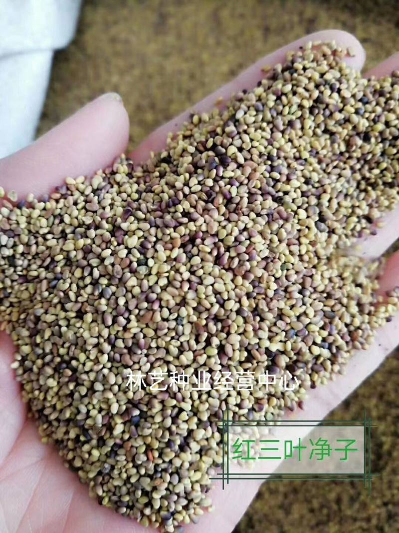 红三叶种子