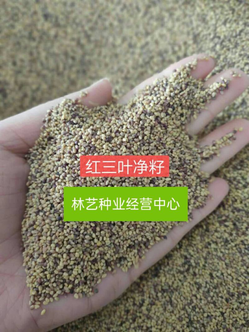 红三叶种子