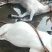 纯黑小耳本地黑山羊肉纯农户散养吃百味草长大