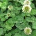 进口红白三叶草籽种子易活绿化四季青草坪多年生牧草果园绿肥