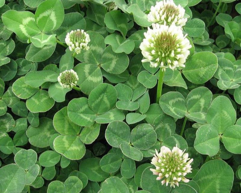 进口红白三叶草籽种子易活绿化四季青草坪多年生牧草果园绿肥