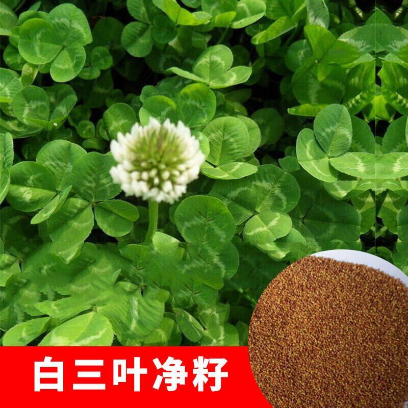 进口红白三叶草籽种子易活绿化四季青草坪多年生牧草果园绿肥