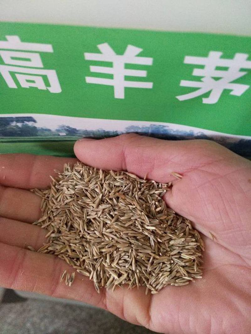 高羊茅草籽进口耐践踏庭院不修剪护坡绿化草皮四季青草坪种子