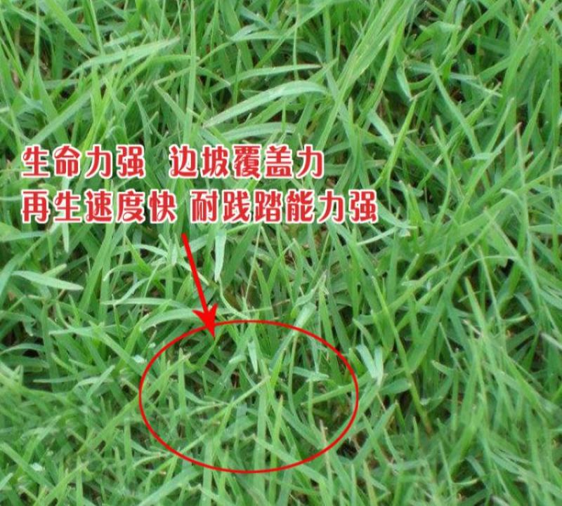 高羊茅草籽进口耐践踏庭院不修剪护坡绿化草皮四季青草坪种子