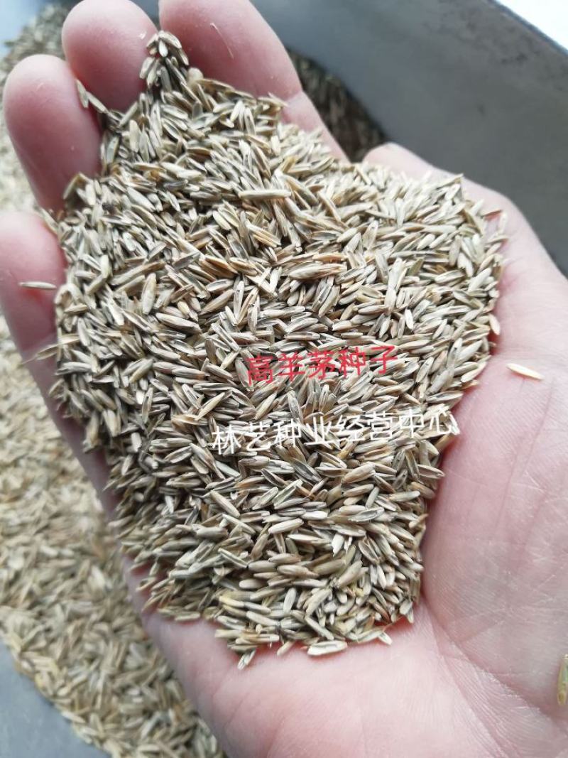 高羊茅草籽进口耐践踏庭院不修剪护坡绿化草皮四季青草坪种子