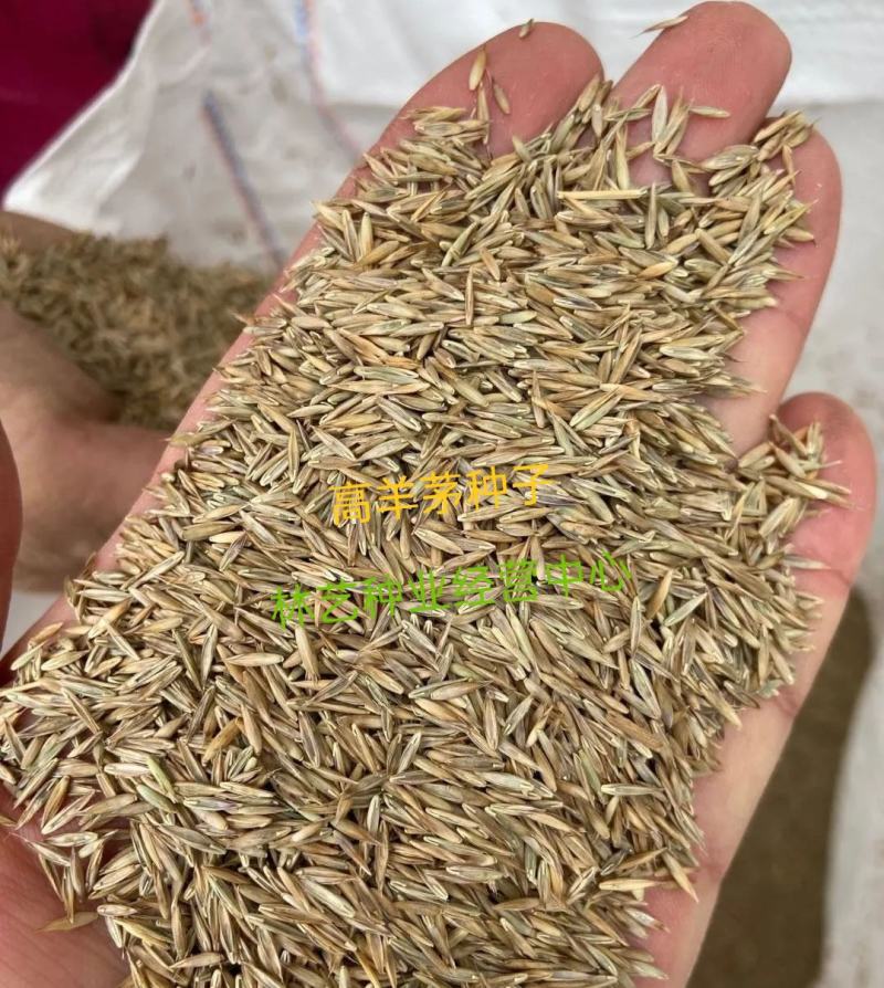 高羊茅草籽进口耐践踏庭院不修剪护坡绿化草皮四季青草坪种子