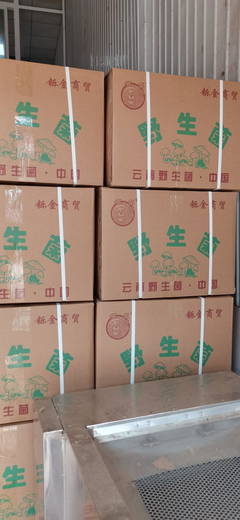 大量现货批发云南虫草参/地参