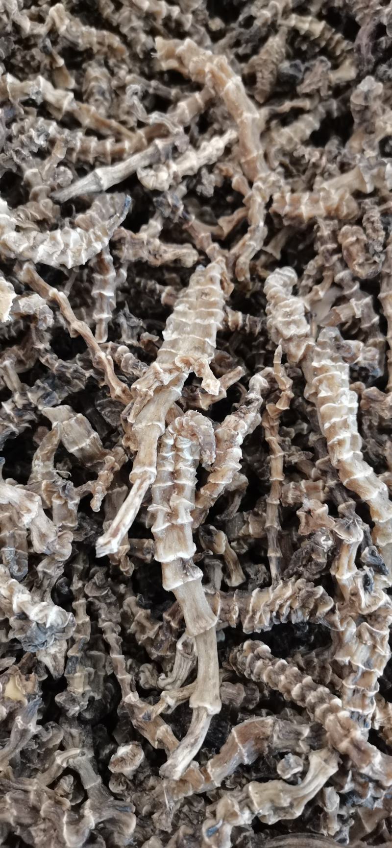 大量现货批发云南虫草参/地参