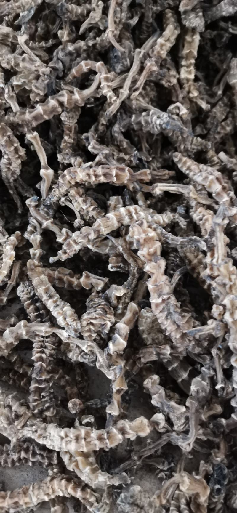 大量现货批发云南虫草参/地参
