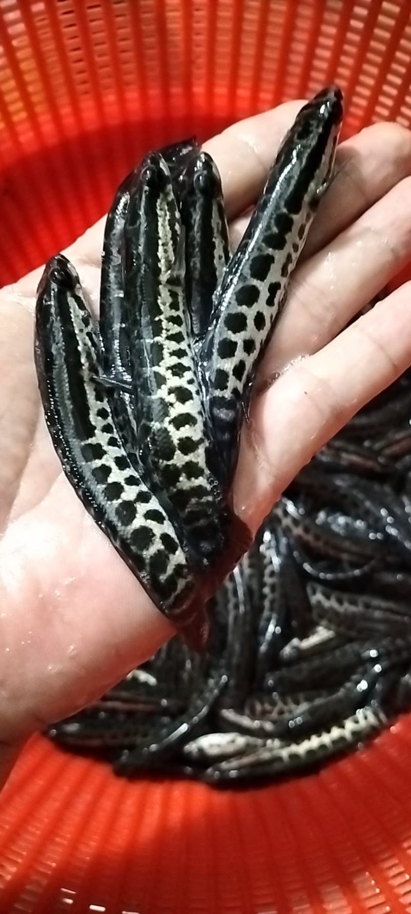 杂交快大种黑鱼苗，乌鳢鱼，生鱼，财鱼，全程养殖技术跟踪