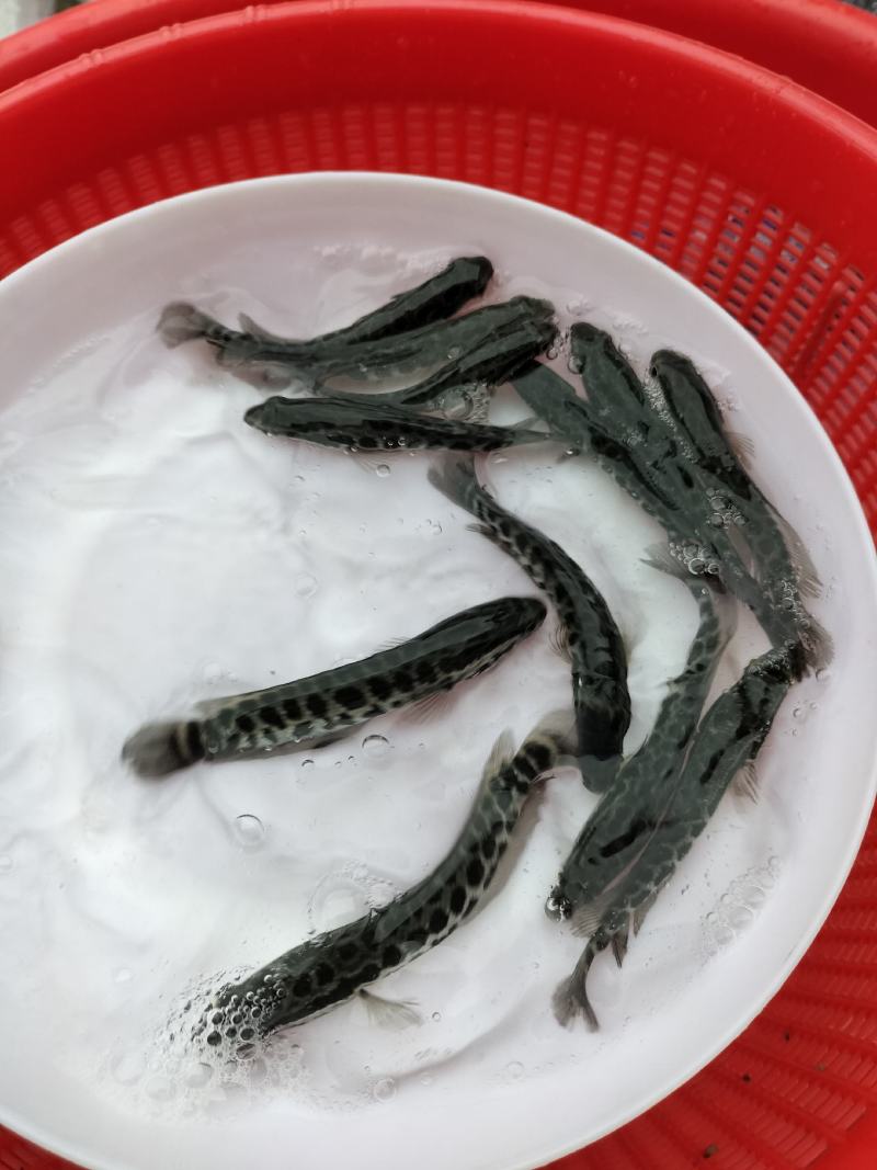 杂交快大种黑鱼苗，乌鳢鱼，生鱼，财鱼，全程养殖技术跟踪