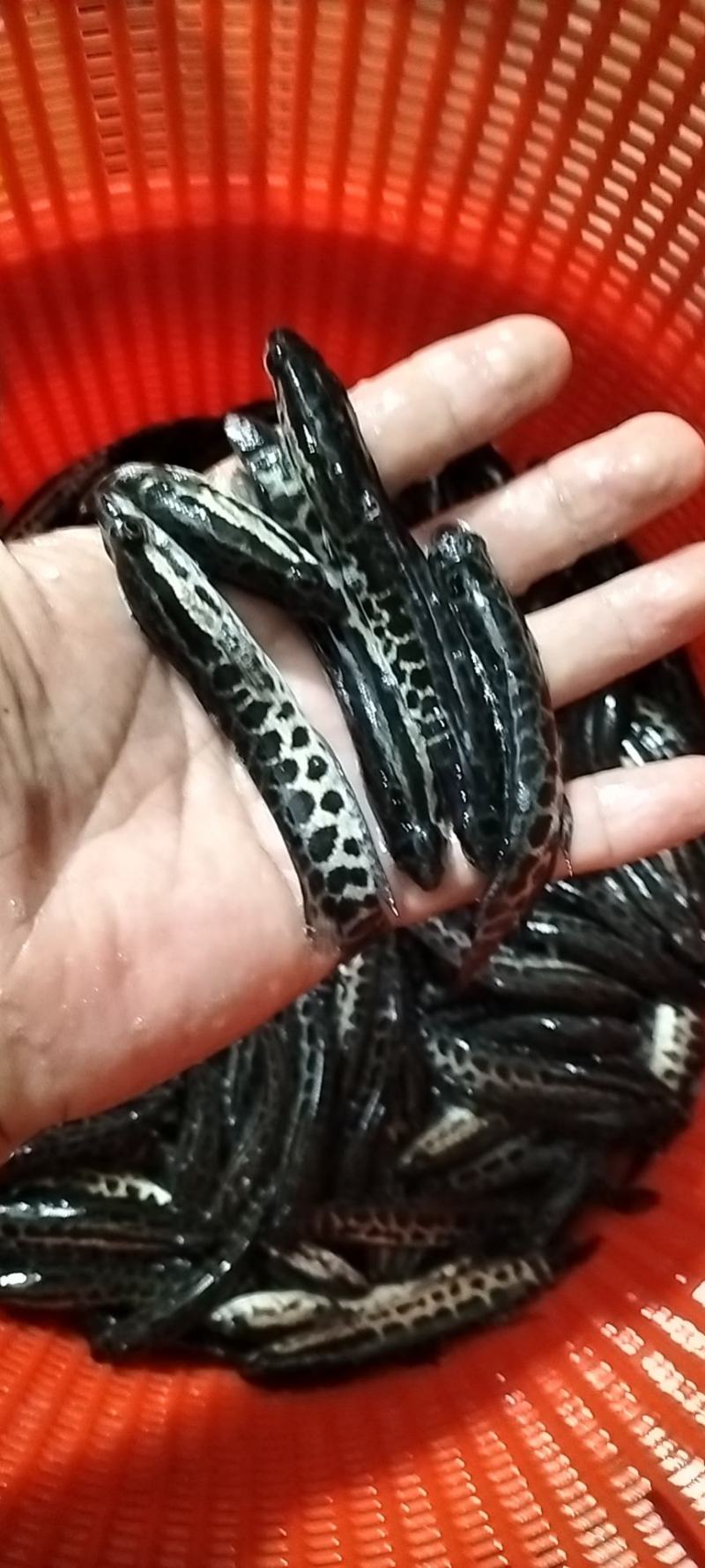 杂交快大种黑鱼苗，乌鳢鱼，生鱼，财鱼，全程养殖技术跟踪