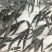 杂交快大种黑鱼苗，乌鳢鱼，生鱼，财鱼，全程养殖技术跟踪