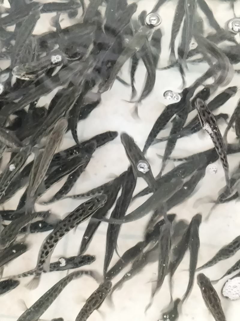 杂交快大种黑鱼苗，乌鳢鱼，生鱼，财鱼，全程养殖技术跟踪