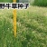 草坪草籽进口野牛草种子耐寒耐旱机场专用高速道路护坡固土