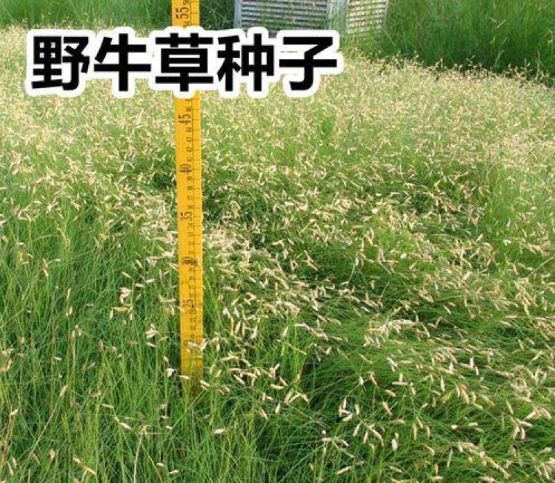 草坪草籽进口野牛草种子耐寒耐旱机场专用高速道路护坡固土
