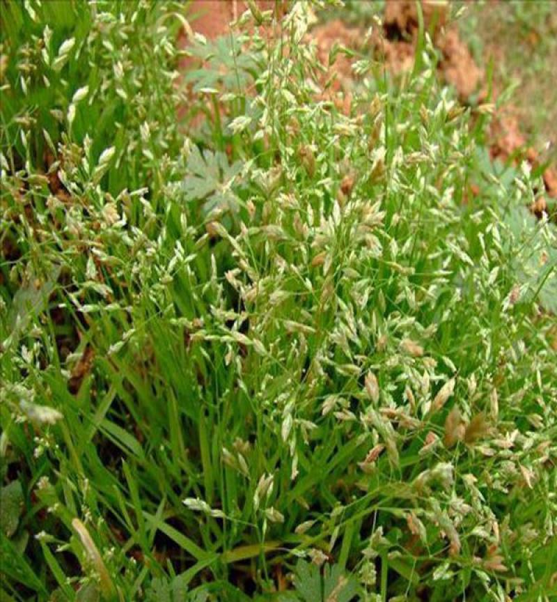 草坪草籽进口野牛草种子耐寒耐旱机场专用高速道路护坡固土