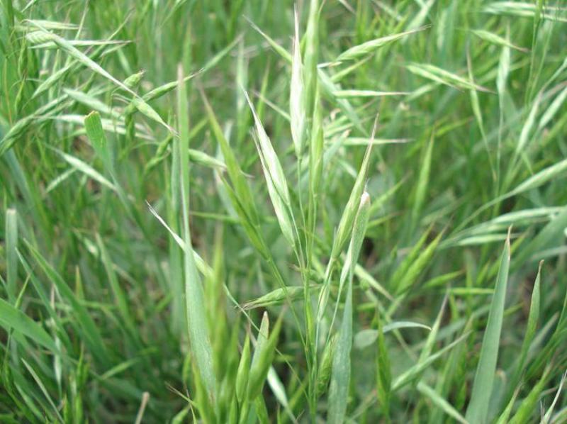 草坪草籽进口野牛草种子耐寒耐旱机场专用高速道路护坡固土